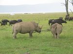 14463 Rhinos and Buffalos.jpg